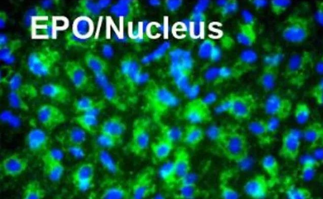 1531997635354471h1vg.png 121.png